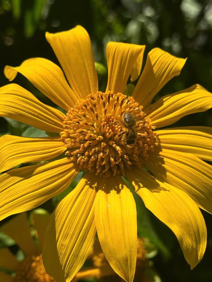 Đất mặt tiền đường Đan Kia, phường Langbiang, Đà Lạt 500m² giá 26 tỷ - View núi Langbiang tuyệt đẹp!