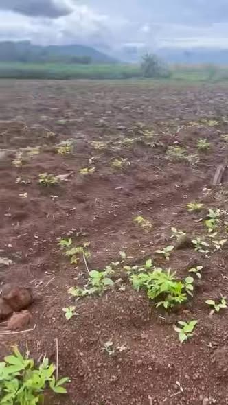 Đất nền 13500m² tại Ia Le, Chư Pưh - Thỏa thuận giá tốt, công chứng nhanh!