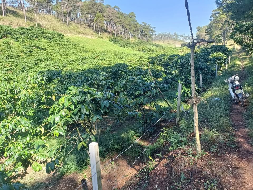 Đất nền xã Phi Liêng huyện Đam Rông 6000m² - Sổ đỏ chính chủ, giá 1.8 tỷ!