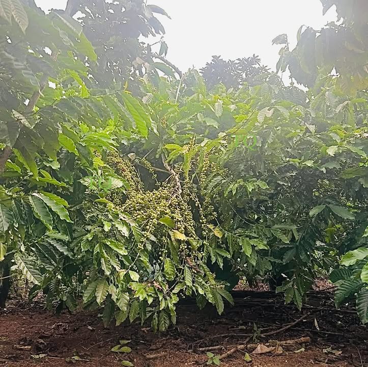 Đất nền Tân Lạc, Bảo Lâm 2268m² giá 2.4 tỷ - Sổ đỏ chính chủ!