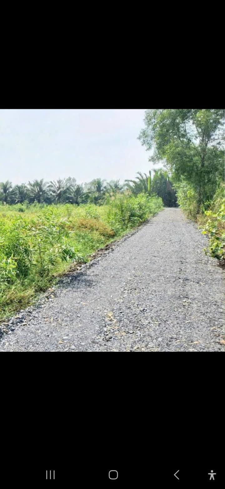 Đất lúa 2 mặt tiền đá xanh 1000m² giá 800 triệu - Đầu tư sinh lời ngay!