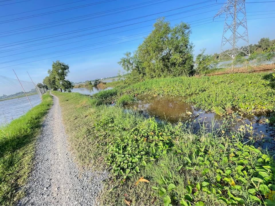 Đất Lúa 3228m² tại xã Tân Phú Trung, Củ Chi - Giá chỉ 6 tỷ, View Kênh Mát Mẻ!