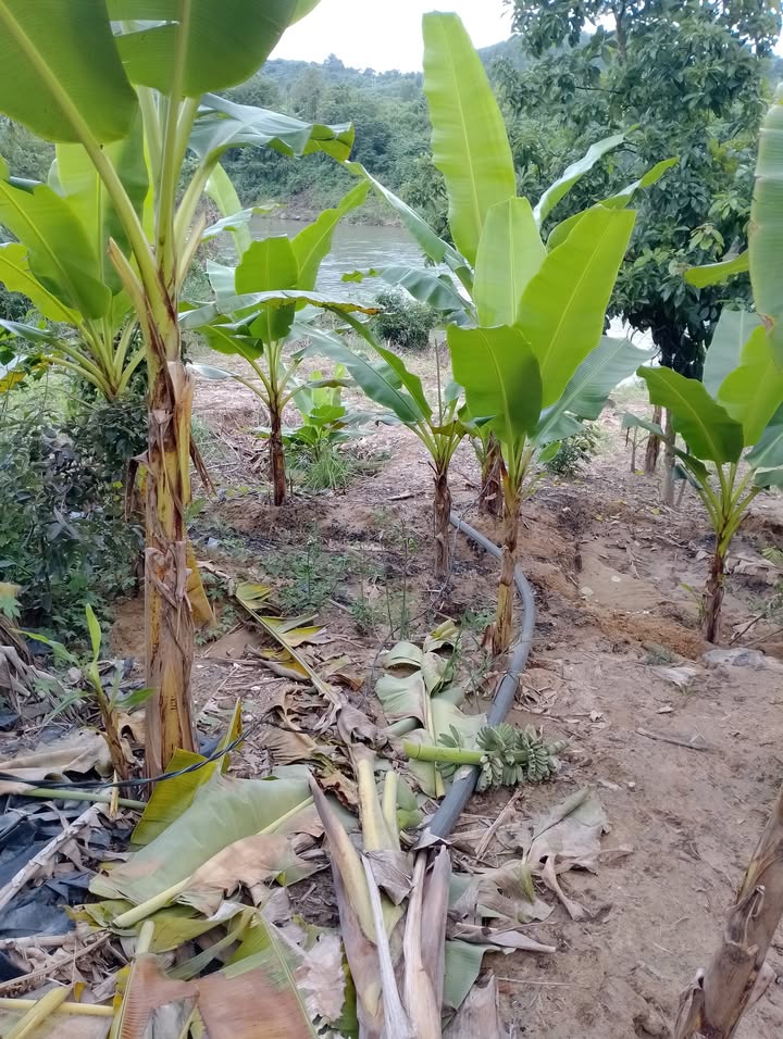 Đất trồng sầu riêng Khánh Nam 10.000m² giá 1.8 tỷ - Đầu tư sinh lời ngay!