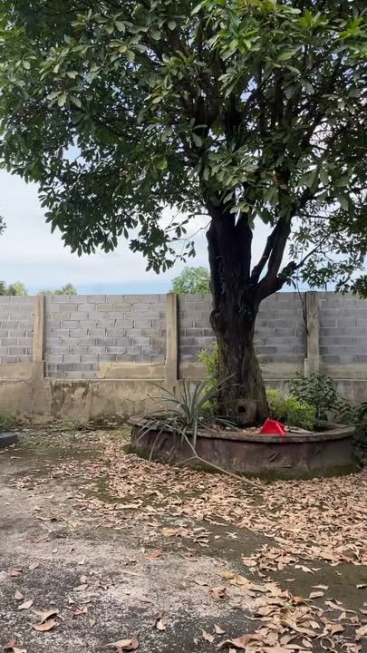 Đất vườn thổ cư 850m² giá 2.65 tỷ - View suối mát lạnh!