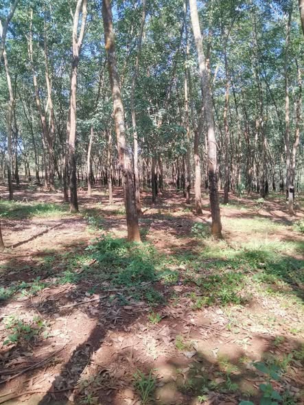 Đất nền Long Hưng Phú Riềng 60m² giá 2.3 tỷ - Sổ hồng chính chủ!