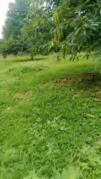 Farm 7ha tại thôn 5, xã Đăng Hà, giá 16 tỷ - Đầu tư sinh lời ngay!