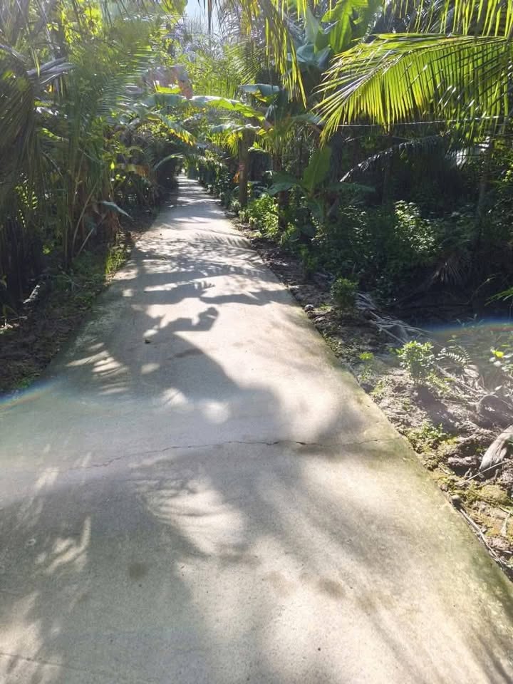 Đất vườn dừa 2500m² Hưng Nhượng, Giồng Trôm - Giá chỉ 800 triệu VND!