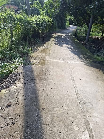 Đất vườn Long Thới, Chợ Lách 2000m² giá 700 triệu - Cơ hội đầu tư hấp dẫn!