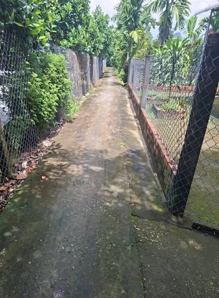 Nhà cấp 4 Chợ Lách 500m² giá chỉ 650 triệu - Sẵn sàng dọn vào ở!