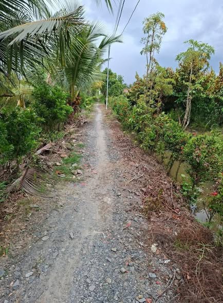 Đất Long Thới Chợ Lách 5000m² giá 550 triệu - Đất cao ráo, mặt tiền rộng!