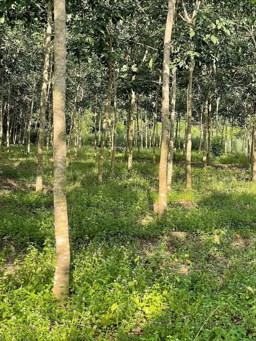 Đất nền An Phú Hớn Quản 6000m² giá 800 triệu - Đầu tư sinh lời ngay!