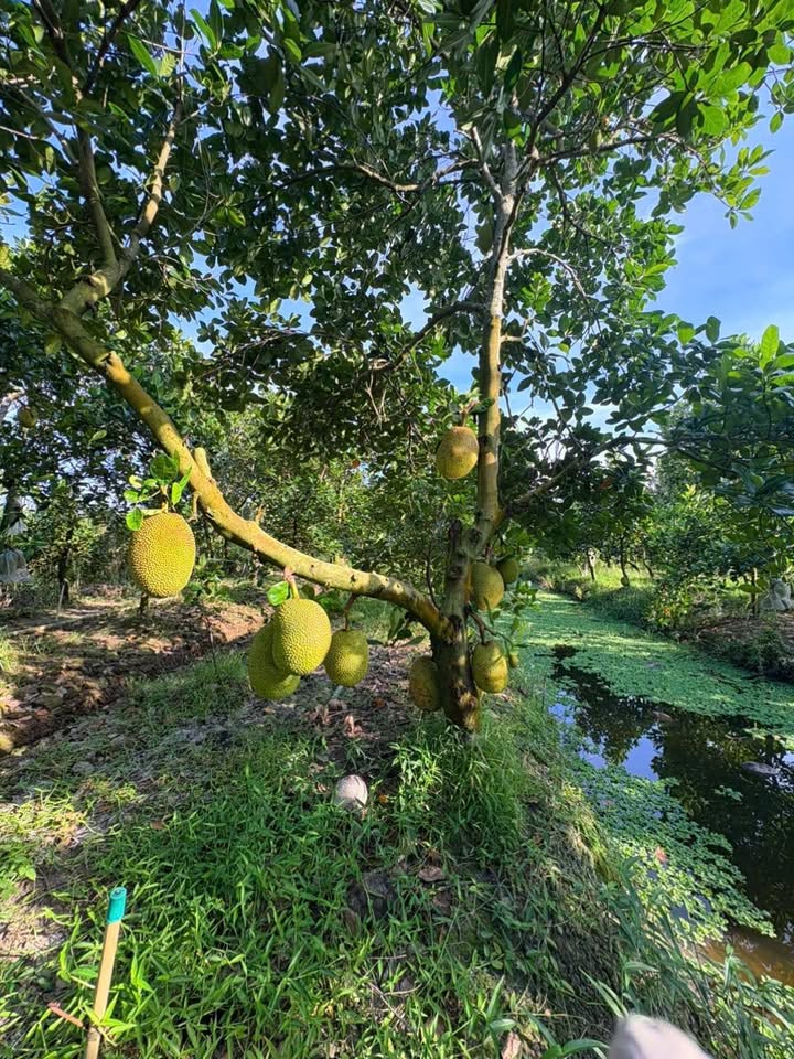 Vườn mít Thái An Thái Trung 13600m² giá 380 triệu - Phát triển xanh tốt!