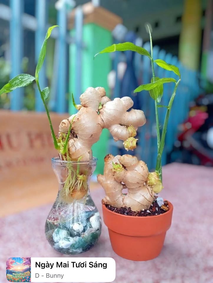 Đất mặt tiền Trường Sa, Đức Phổ 110m² giá 1.2 tỷ - Sổ đỏ chính chủ!