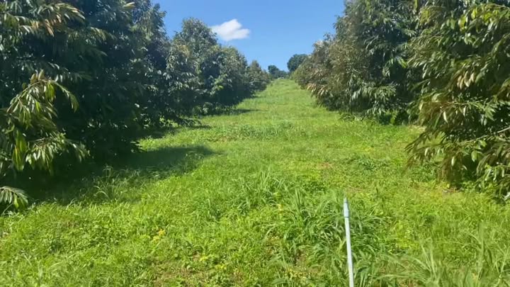 Đất nền đẹp 16.800m² tại Đăk Ơ, Bù Gia Mập - Giá chỉ 3 tỷ VND, thương lượng tốt!