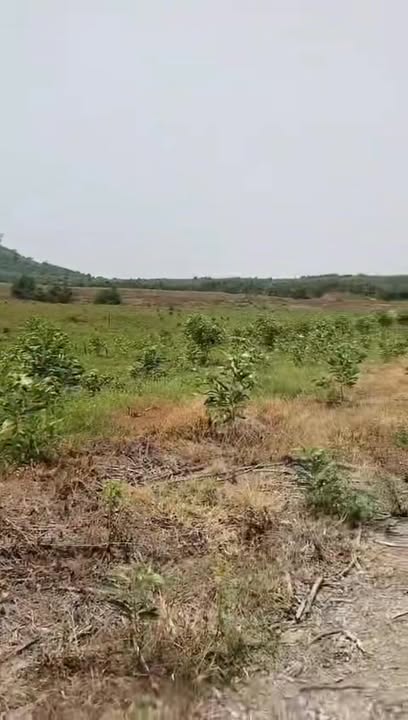 Bán đất trang trại 20ha giáp suối tại Tân Lập, Sông Hinh - Giá chỉ 77.6 tỷ!