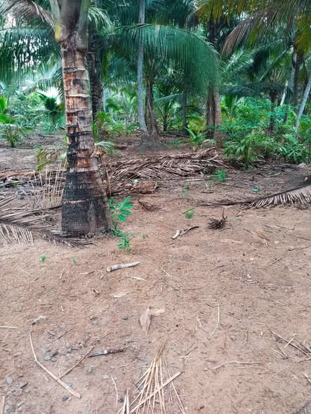 Đất nền 514m² tại ấp Sân Banh, Thới Lai, Bình Đại - Giá chỉ 270 triệu!