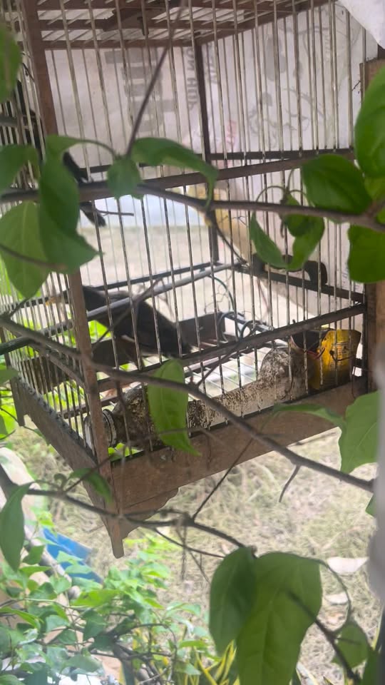 Đất nền Sông Vệ, Tư Nghĩa 50m² giá tốt - Cơ hội đầu tư hấp dẫn!