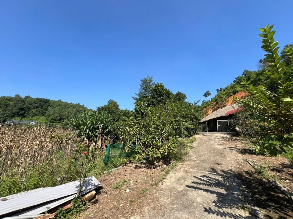 Đất Farm 20.774m² tại Giáp Lai, Thanh Sơn - Cơ hội đầu tư tuyệt vời!