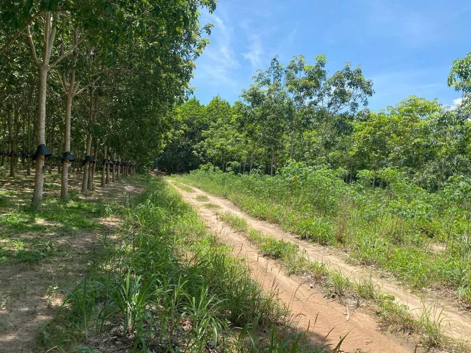 Đất Nông Nghiệp Thôn 1, xã Hòa Bình 1005m² - Giá thỏa thuận hấp dẫn!