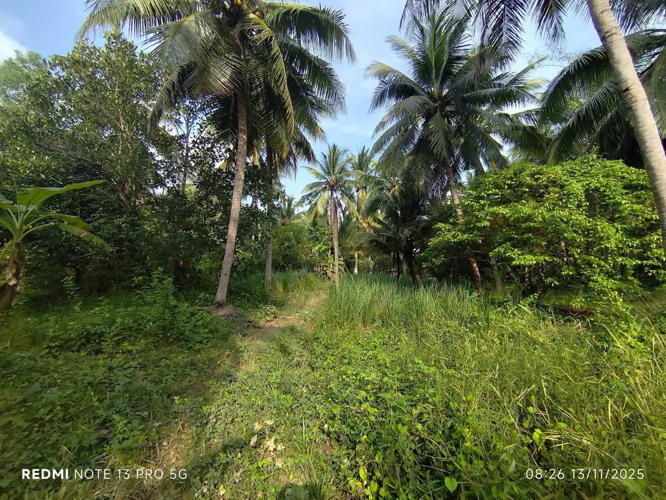 Bán gấp 9 công đất vườn dừa Tam Phước, Châu Thành, Bến Tre - Giá chỉ 12 tỷ!