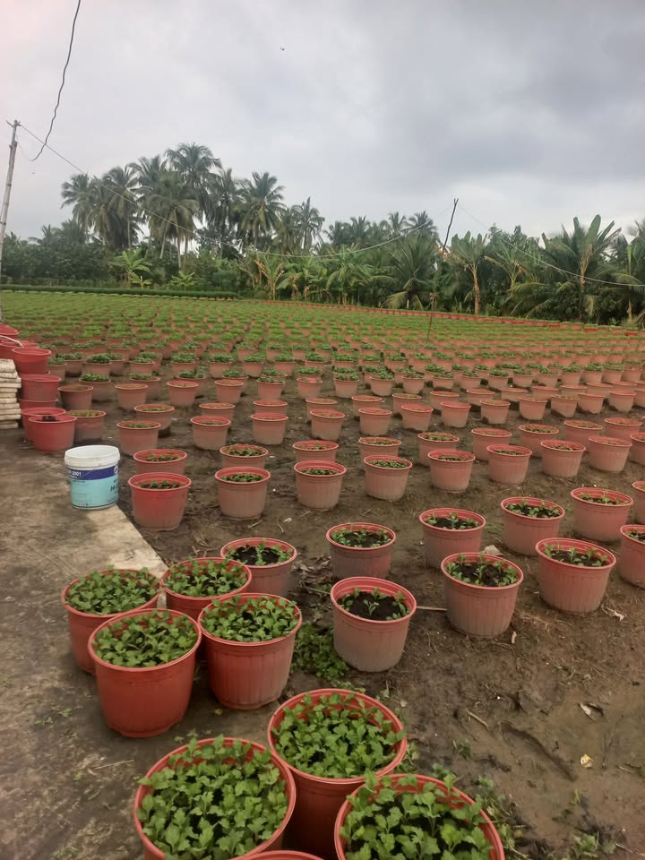 Đất nền Mỹ Lương, Mỹ Phong, Tiền Giang 150m² - Đầu tư lý tưởng!