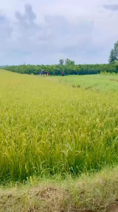 Đất Farm 10.000m² tại Tân Bình, Càng Long, Trà Vinh - Giá chỉ 2.6 tỷ!