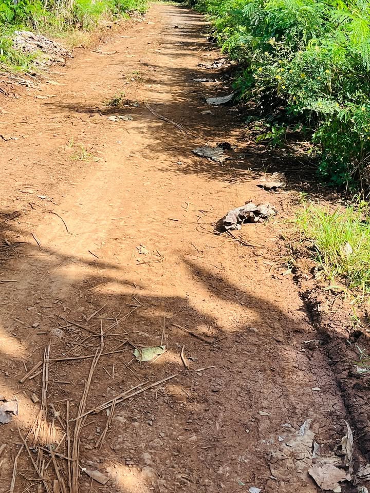 Đất trống 10.000m² tại xã Cư M'gar giá 1.55 tỷ - Cơ hội đầu tư tốt!