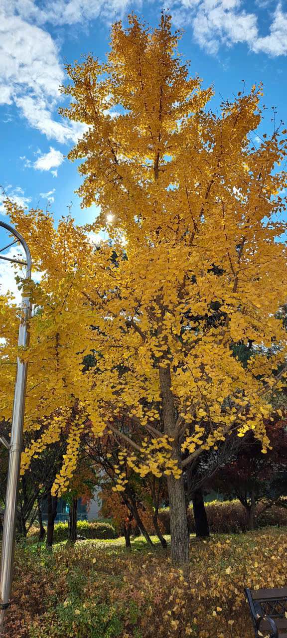 Bán gấp 4 lô đất liền kề tại Trung Tâm Phố Trần Xuân Sắc, Thái Bình - Giá chỉ 2 tỷ/lô!