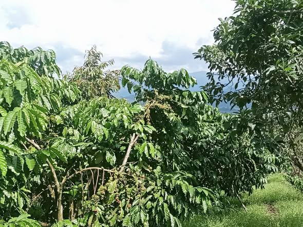 Đất nông nghiệp Lộc Bắc Bảo Lâm 20.000m² giá 7 tỷ - Nguồn thu ổn định từ cà phê!