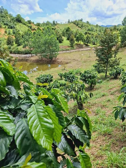 Đất nông nghiệp Bảo Lâm 27.720m² giá 1.925 tỷ - Pháp lý rõ ràng, mặt đường nhựa