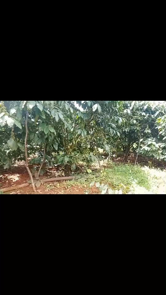 Farm Lộc Bắc, Bảo Lâm 20,000m² giá 7 tỷ - Nguồn thu ổn định từ cà phê!