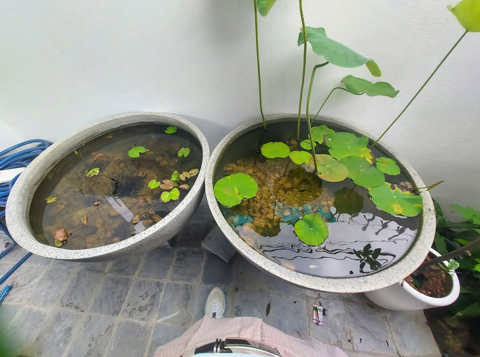 Đất ở Quảng Thành Thanh Hóa 138m² giá 1.8 tỷ - Đầu tư sinh lời ngay!