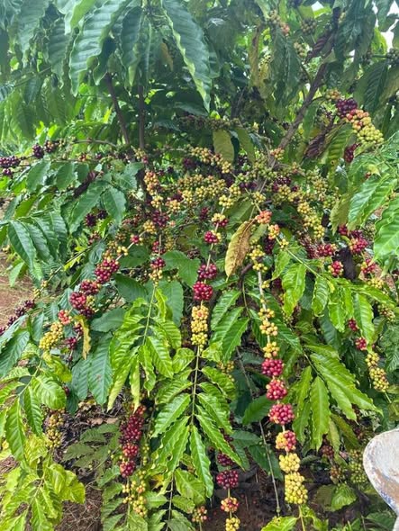 Đất trồng cà phê 5400m² tại xã Ea Wy, giá 650 triệu - Đầy đủ điện nước