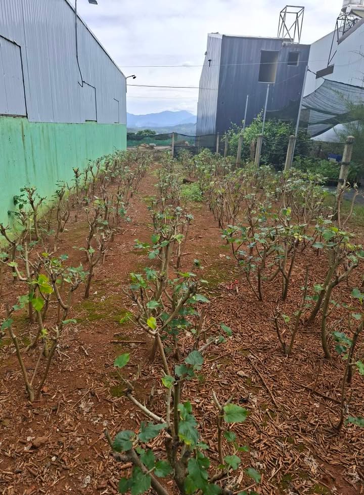 Đất thổ cư Tố Hữu, Lộc Sơn, Bảo Lộc 105m² giá 1.65 tỷ - Cơ hội đầu tư hấp dẫn!