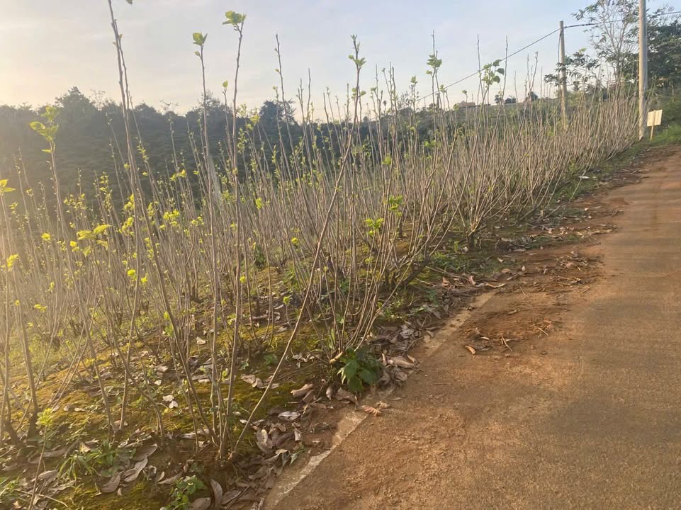 Đất thổ cư Lộc An 150m² giá chỉ 420 triệu - Cơ hội đầu tư tuyệt vời!