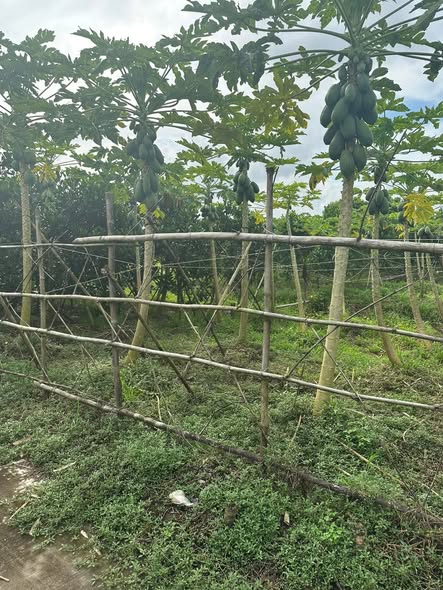 Đất nền Hiệp Lợi Ngã Bảy 720m² giá thương lượng - Cơ hội đầu tư hấp dẫn!