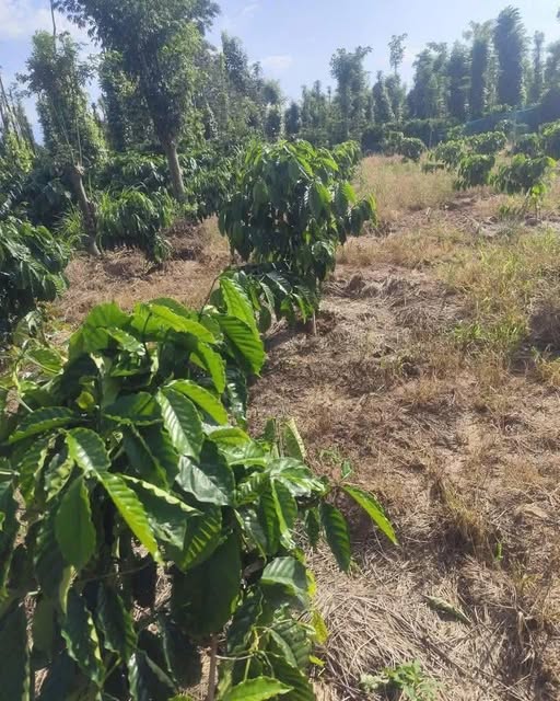 Đất rẫy 10800m² tại Dang Kang, Krông Bông - Giá chỉ 690 triệu!