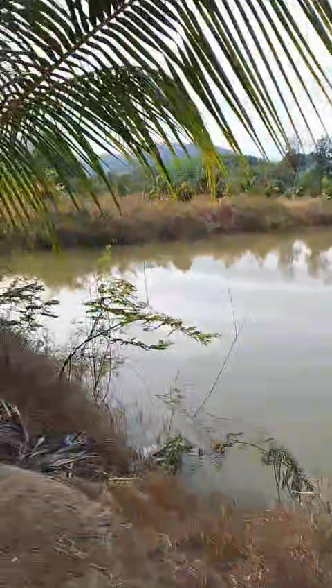 Farm sầu riêng và biệt thự Phú An Tân Phú 60000m² giá chỉ 7.7 tỷ - Cơ hội đầu tư tuyệt vời!