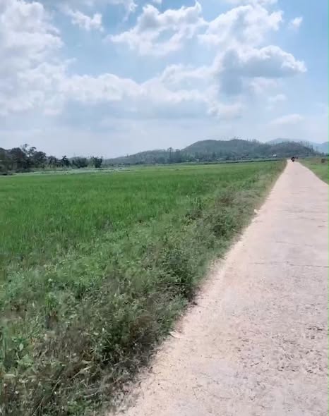 Đất trồng lúa Thôn Vân Tường, xã Bình Hòa, 600m² - Giá chỉ 80 triệu VND