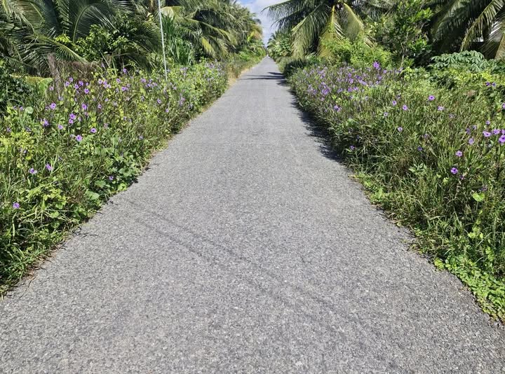 Đất mặt tiền đường Huyện 23B, xã Bình Ninh, 370m² - Cơ hội đầu tư vàng!