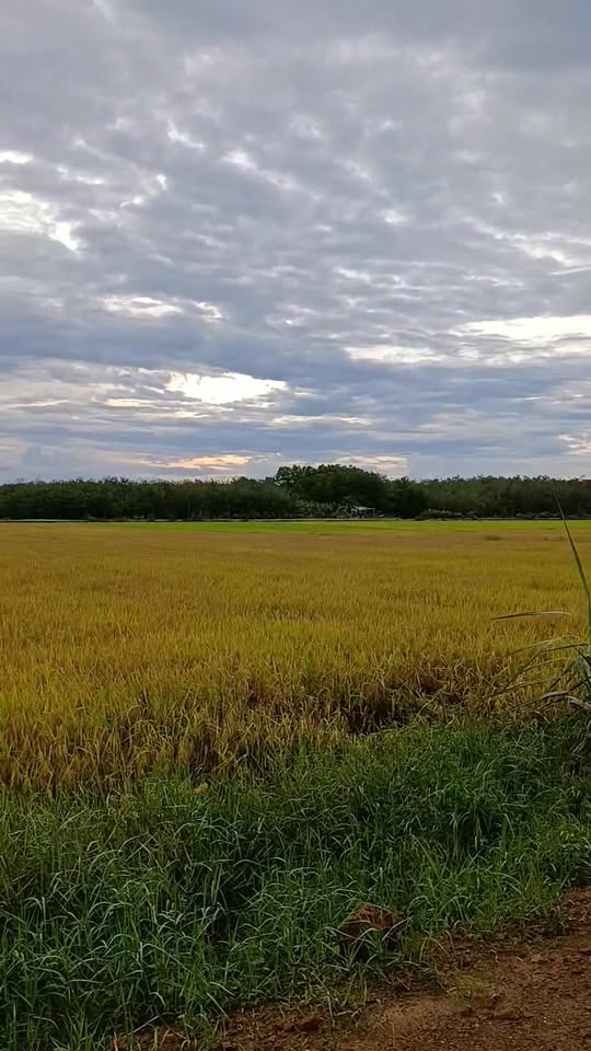 Đất nền Tân Phong 10.400m² giá 1.55 tỷ - Phù hợp lập vườn và xây nhà ở!