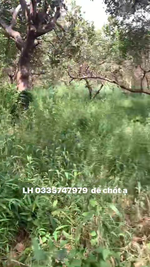 Đất nền Bù Đăng, Bình Phước 10.000m² chỉ 1.4 tỷ - Đường ô tô vào tận nơi!