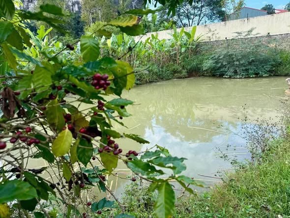 Đất vườn 5000m² Chiềng Ngần - Giá thỏa thuận, ao nước quanh năm!