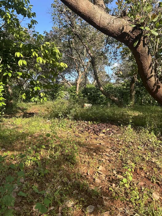 Đất nền 30.000m² tại xã Thọ Sơn, Bù Đăng - Giá chỉ 2 tỷ VND, cơ hội đầu tư tuyệt vời!