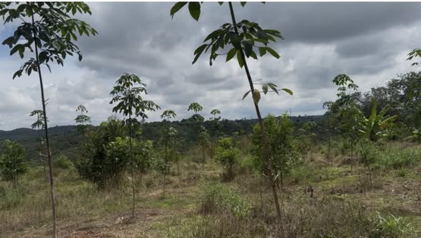 Đất nền xã Bình Minh, Bù Đăng 20,000m² giá 2 tỷ - Tiềm năng đầu tư lớn!