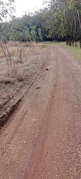 Đất nền Thuận Lợi Đồng Phú 32,000m² giá chỉ 1.25 tỷ - Cơ hội đầu tư tuyệt vời!