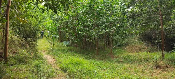 Đất nông nghiệp 65.000m² tại xã Hương Cần, Phú Thọ - Phù hợp làm trang trại