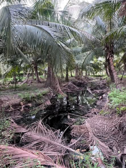 Đất vườn dừa 1600m² tại Ấp Chợ, Vĩnh Long - Giá chỉ 1 tỷ VND!