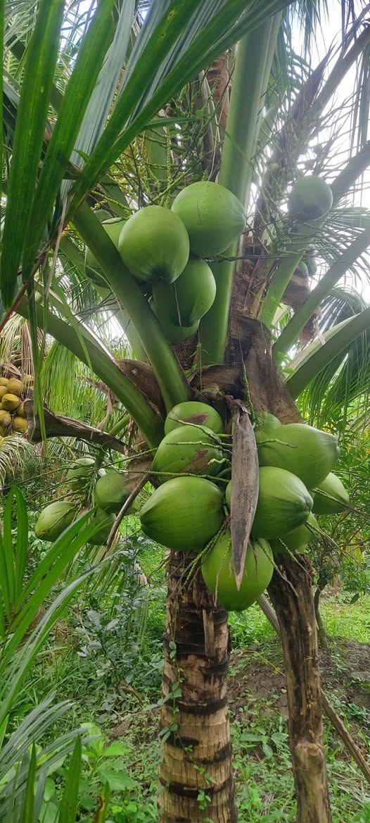 Đất vườn xã Vĩnh Kim 5442m² giá chỉ 4.9 tỷ - Cơ hội đầu tư hấp dẫn!