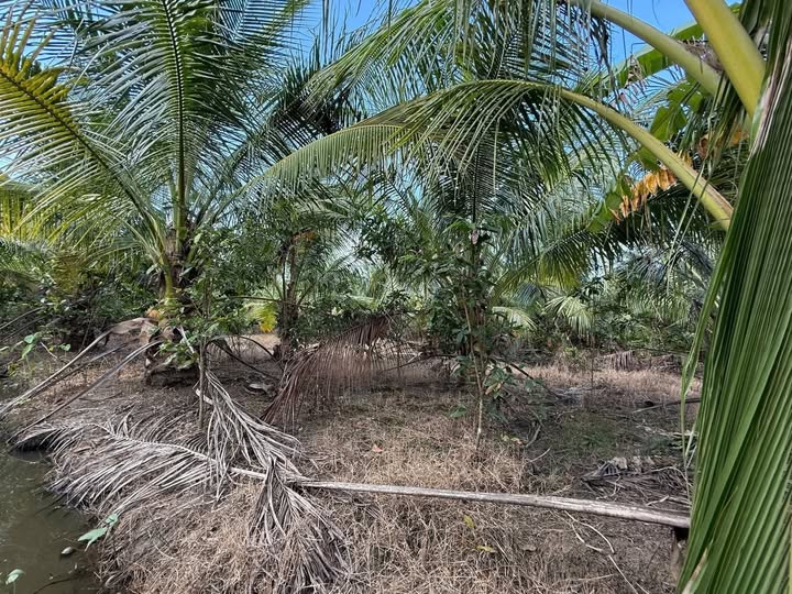 Đất vườn 1600m² xã Long Hưng, Đồng Tháp giá 900 triệu - Cơ hội đầu tư tuyệt vời!